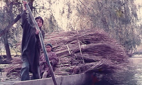 Children collect reeds from Dal lake, Srinagar, 1987